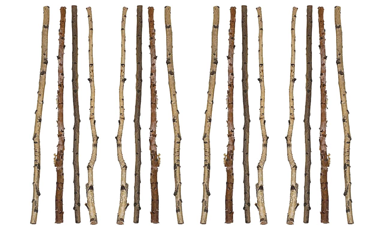 Hello Honey® 59" Long Wood Birch Branches, 16ct.
